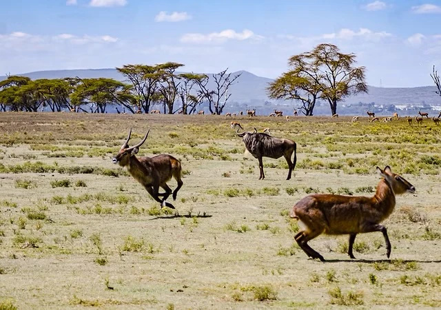 WONDERS OF KENYA: ADVENTURE HIKING SAFARI